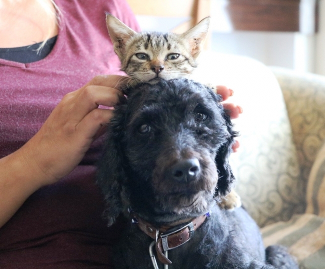 Köpek yavru kediyi emzirip annelik yapıyor